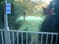 2006-10 fox playing